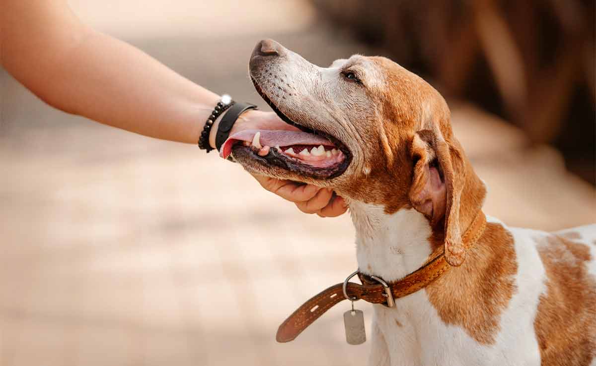 Happy old Pointer dog portrait outdoors in summer with ID tag on collar.