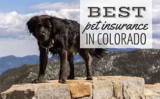 Dog hiking in mountains (Caption: Best Pet Insurance In Colorado)