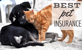 Dog and cat rubbing each other (caption: Best Pet Insurance)