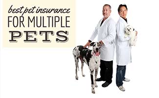 Two dogs with two vets (Caption: Best Pet Insurance For Multiple Pets)