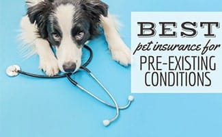 whats the best dog insurance