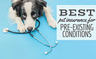 Black and white dog laying down with a stethoscope (Caption: Best Pet Insurance For Pre-Existing Conditions)