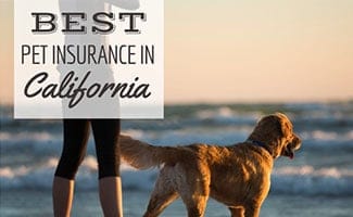 Person and dog standing on beach with sunset (caption: Best Pet Insurance In California)