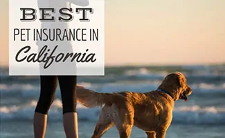 Person and dog standing on beach with sunset (Caption: Best Pet Insurance In California)