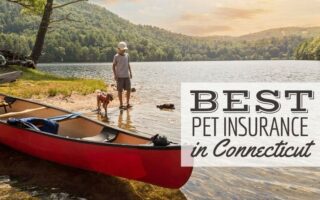 a child and his pet dog playing on the shore of a lake after canoeing during a beautiful, summer sunset (Caption: Best Pet Insurance In Connecticut)