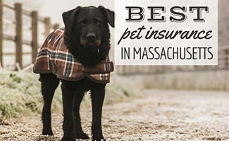 Top 10 best pet insurance massachusetts 1 Best Pet Insurance In Massachusetts: Companies Reviewed In Boston, Worcester, And More