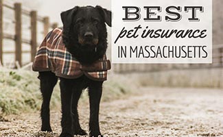 Black dog in jacket on road (caption: Best Pet Insurance In Massachusetts)