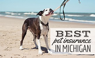 Dog at Lake Michigan beach (caption: Best Pet Insurance In Michigan)