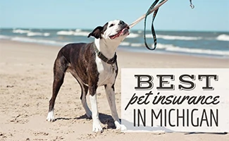 Dog at Lake Michigan beach (Caption: Best Pet Insurance In Michigan)