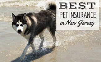 Dog on beach in NJ (Caption: Best Pet Insurance In New Jersey)