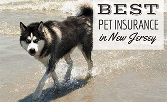 Dog on beach in NJ (Caption: Best Pet Insurance In New Jersey)