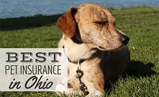 Dog laying in the grass next to water (Caption: Best Pet Insurance In Ohio)