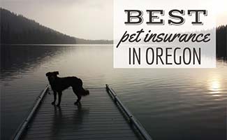 Dog at lake at sunset (caption: Best Pet Insurance In Oregon)