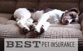 Best Pet Insurance: Questions to Ask Before Choosing A ...