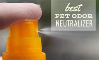 best spray for dog smell