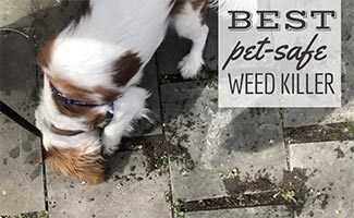 Dog eating weeds on patio pavers (caption: Best Pet-Safe Weed Killer)