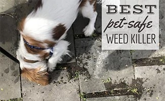 Dog eating weeds on patio pavers (caption: Best Pet-Safe Weed Killer)