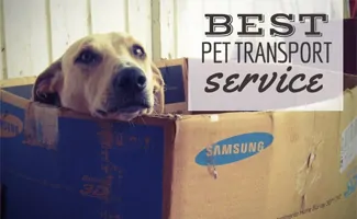 Dog in moving box (caption: Best Pet Transport Service)