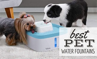 Dog and cat drinking out of a water fountain (caption: Best Pet Water Fountains)