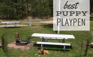 Dog in playpen outside (Caption: Best Puppy Playpen)