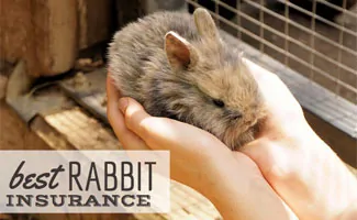 Person holding bunny in cage (Caption: Best Rabbit Insurance)