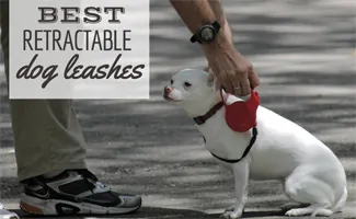 Dog on retractable leash with owner (Caption: Best Retractable Dog Leashes)
