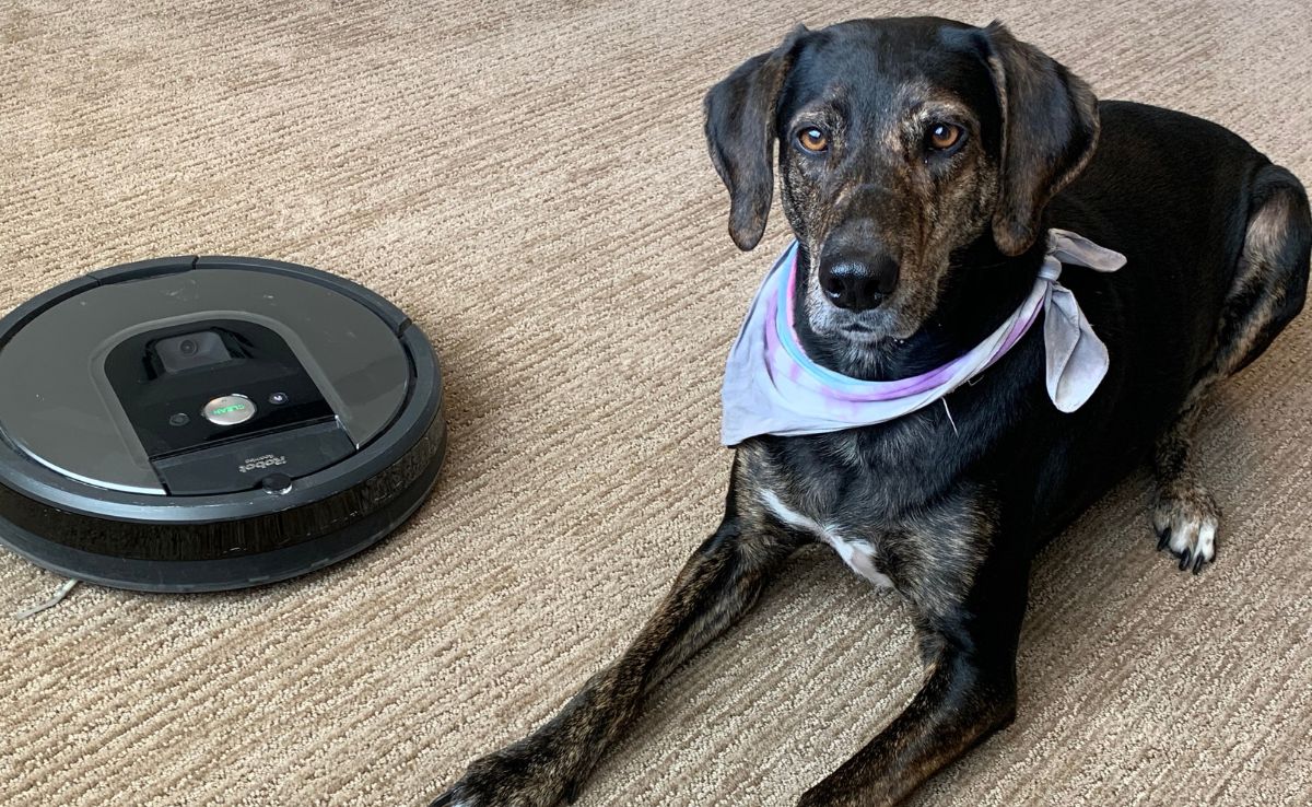 Sally the dog sitting on the carpet next to smart robot vacuum cleaner