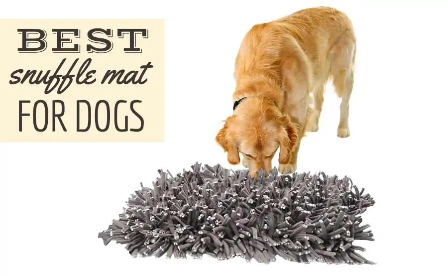 Golden Retriever standing over a snuffle mat with its nose touching it (Caption: Best Snuffle Mat For Dogs)