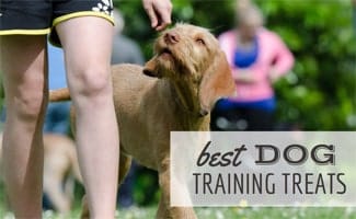 Dog walking with trainer and treat (Caption: Best dog training treats)