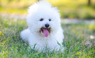 Bichon Frise in grass