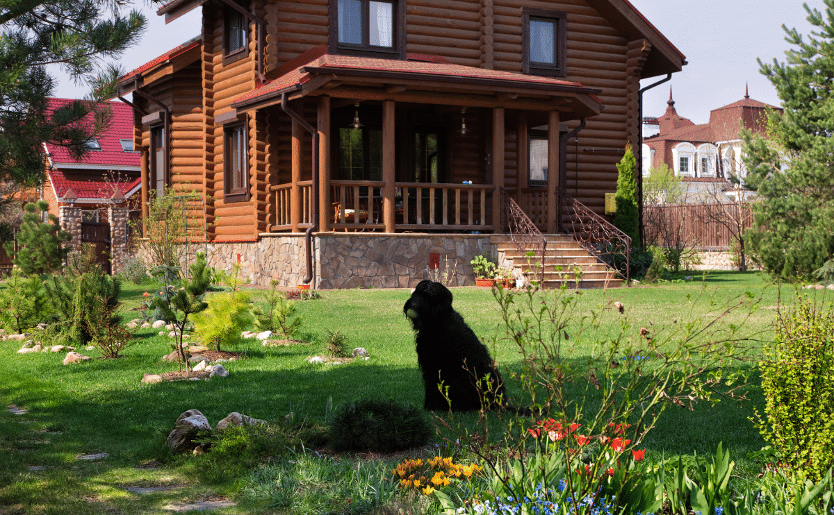 A big black dog sitting in backyard with wildlife and garden with house in the background