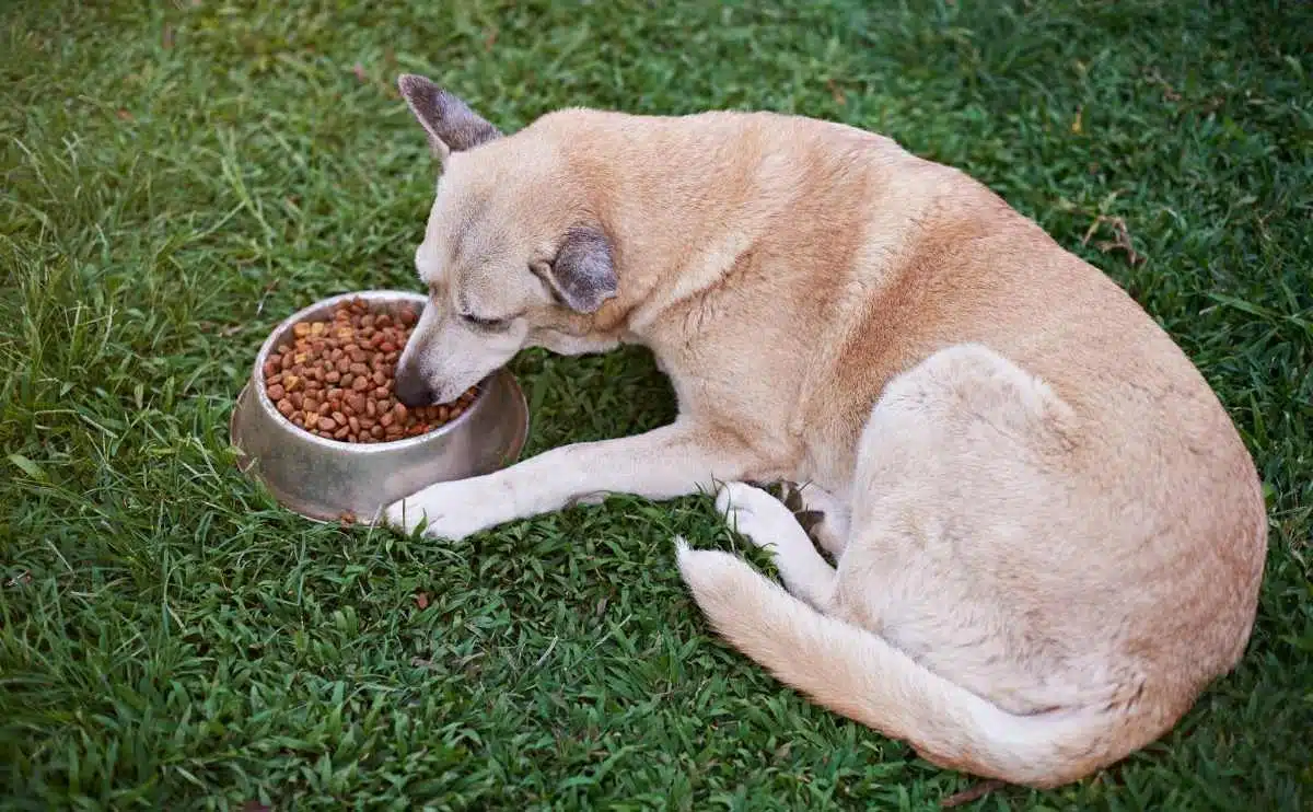 big brown dog eatting food from metal bowl laying and eating on green park grass