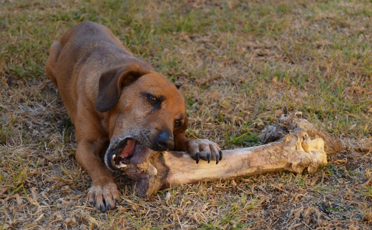 big brown dog gnawing on a big bone in grass yard