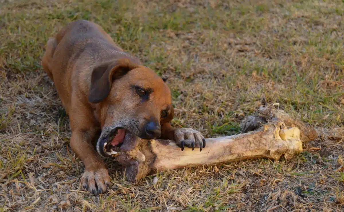 Can Dogs Eat Bones? The Ultimate Guide To What's Safe & What's Not Can Dogs Eat Bones? The Ultimate Guide To What'S Safe & What'S Not