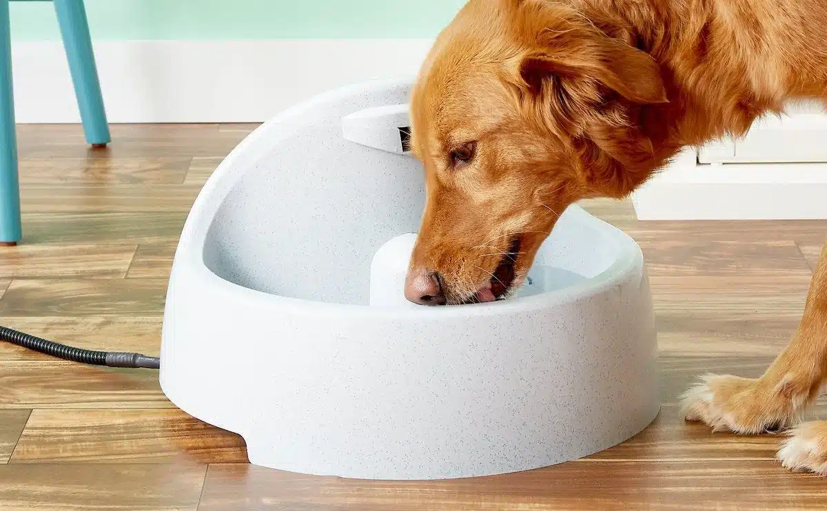 big dog drinking from a dog water fountain
