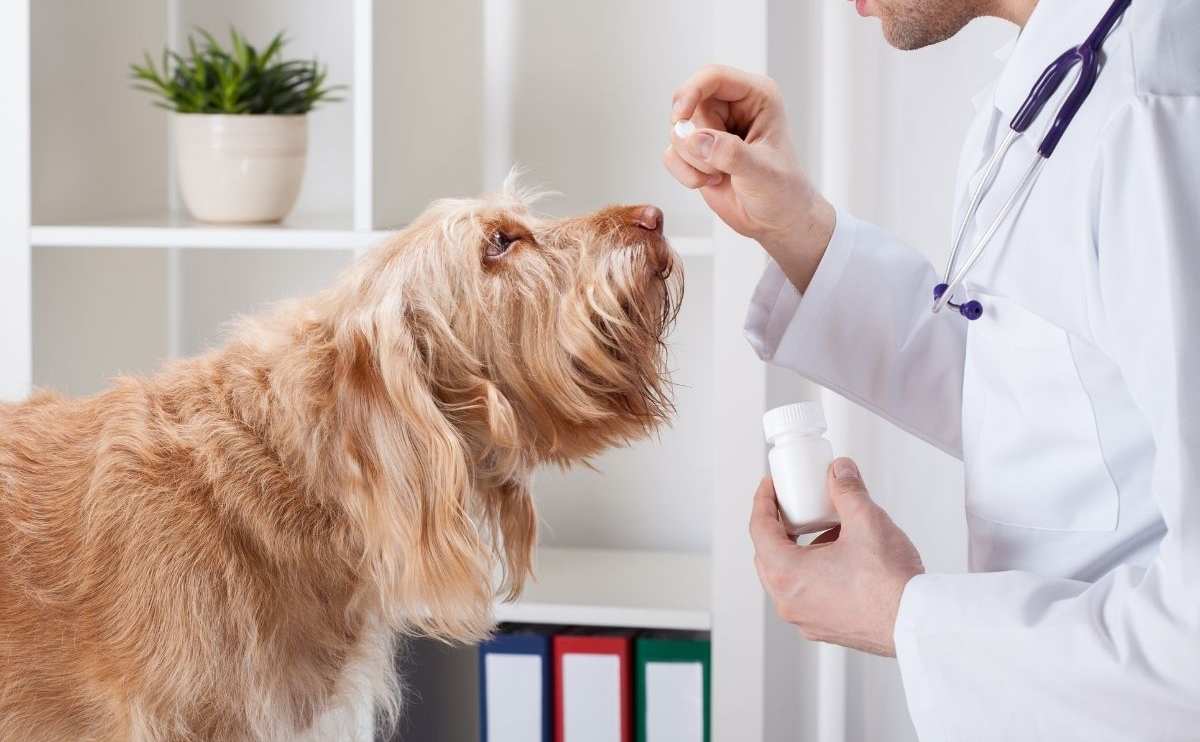 Dog during taking medicine from male vet.