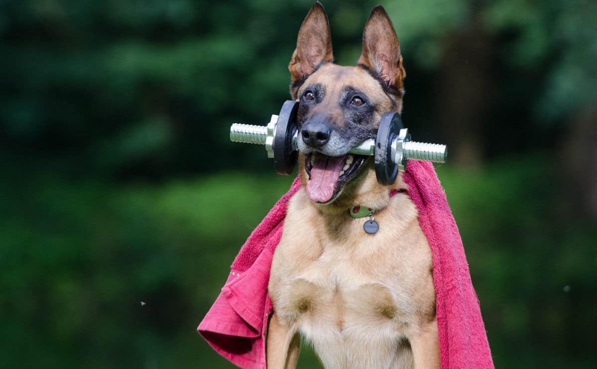 big dog with dumbell weight in mouth and towel around back