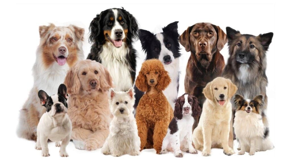 Big group of different dog breeds sitting together.