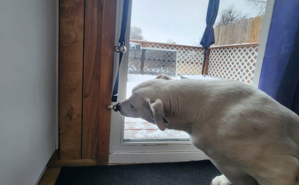 A bigger white dog using door bell with nose.