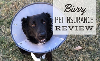 Dog with cone (caption: Bivvy Pet Insurance Review)