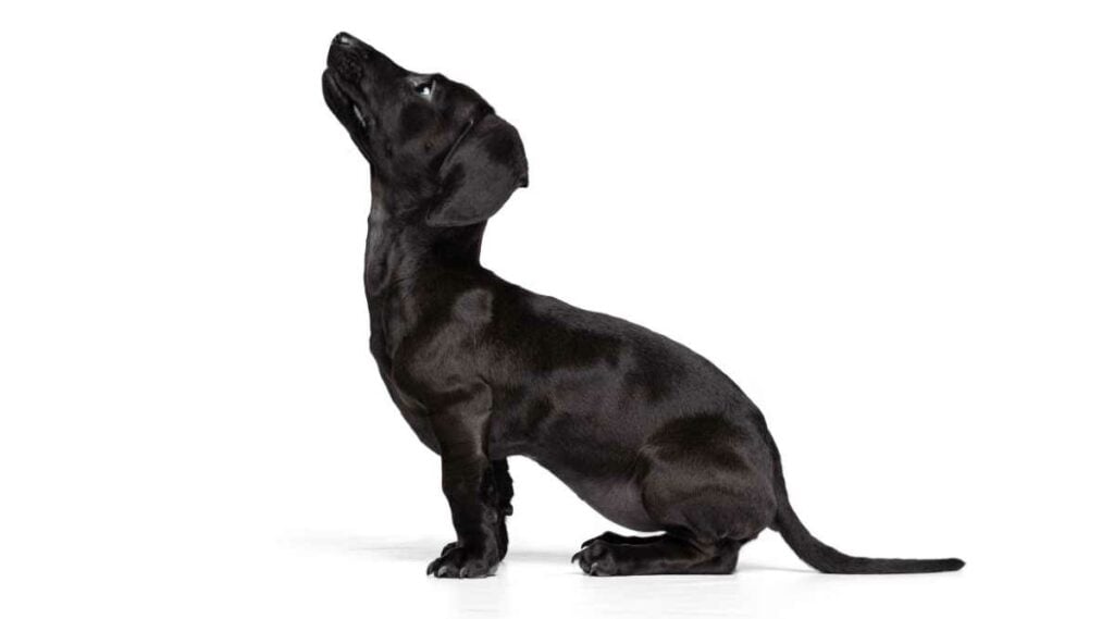 Black Dachshund