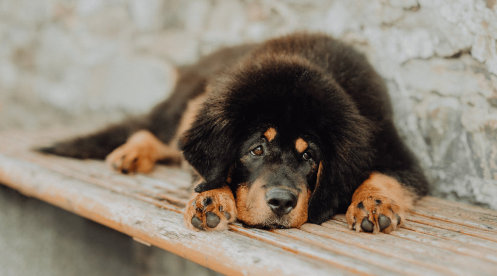 Black Tibetan mastiff rescue sitting on a bench