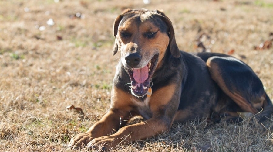 Black and Brown Dog Yawns in the Field