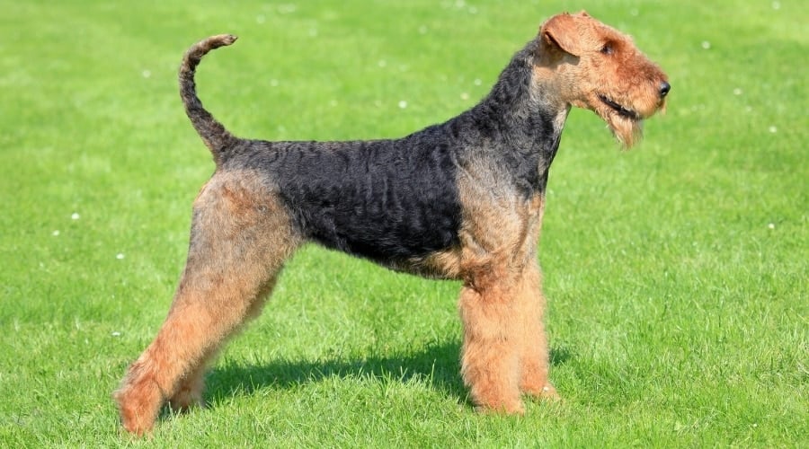 black and tan dog freshly groomed