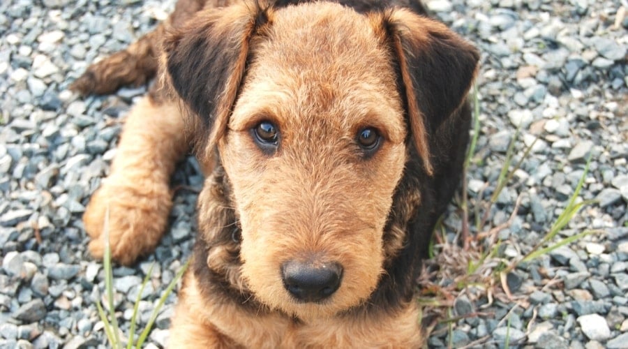 black and tan dog looking at the camera