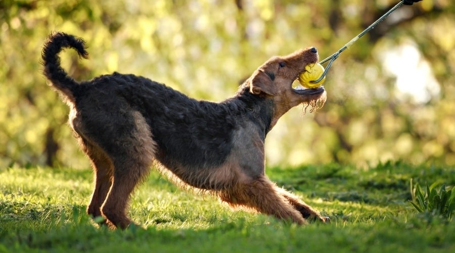 black and tan dog playing tug