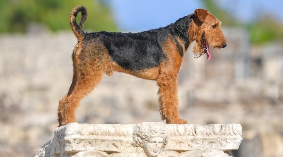 black and tan dog posing on a rock