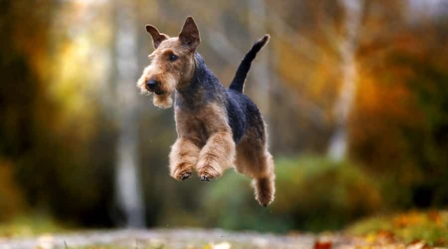 black and tan dog running and jumping in the air