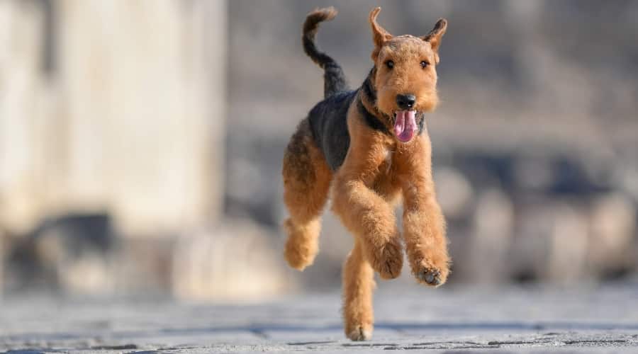 black and tan dog running and playing