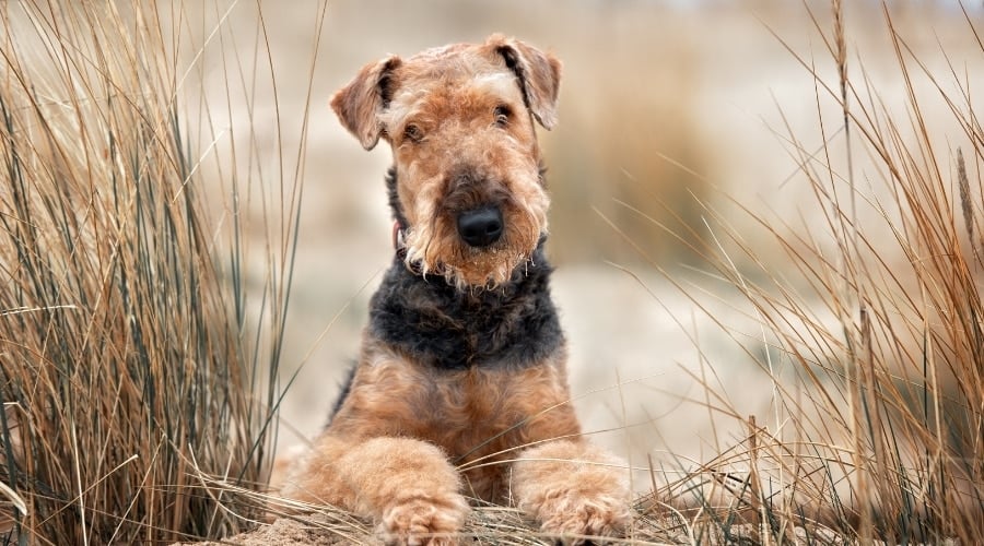 black and tan dog sitting in tall grass